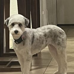 Club Doggie Mobile Grooming Salon