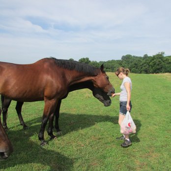 Welbourne Farm - Feeding apples at Welbourne - Horse Boarding Near Me - Middleburg, Virginia