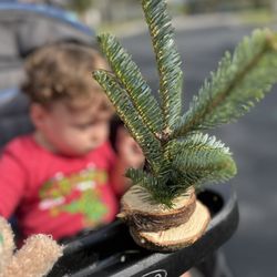 Josario's Christmas Trees