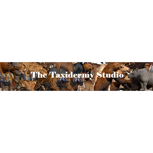 The Taxidermy Studio - taxidermy in Taylor, PA