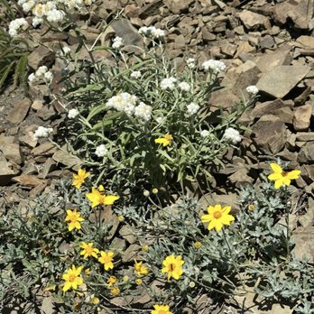 Olympic National Park - Very few plants in bloom on August 12, 2025 - Parks Near Me - Port Angeles, Washington