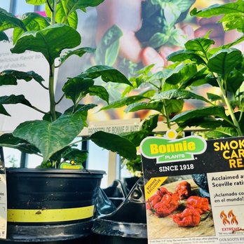 Walmart Supercenter - smoker's cannabis herbs - Department Stores Near Me - Katy, Texas