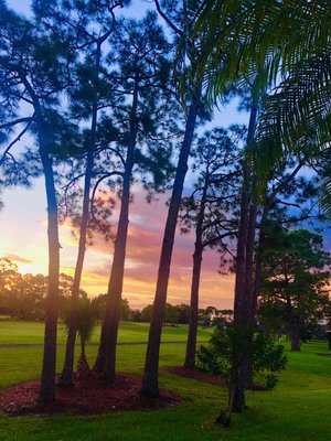 Palmetto-Pine Country Club by null