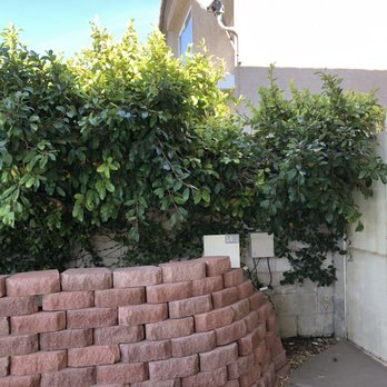 Mason's Landscape Maintenance - More bush overhang that I asked them to trim up- 3 weeks ago. They didn't have time. - Landscaping Near Me - Las Vegas, Nevada Mason's Landscape Maintenance - More bush overhang that I asked them to trim up- 3 weeks ago. They didn't have time. - Landscaping Near Me - Las Vegas, Nevada
