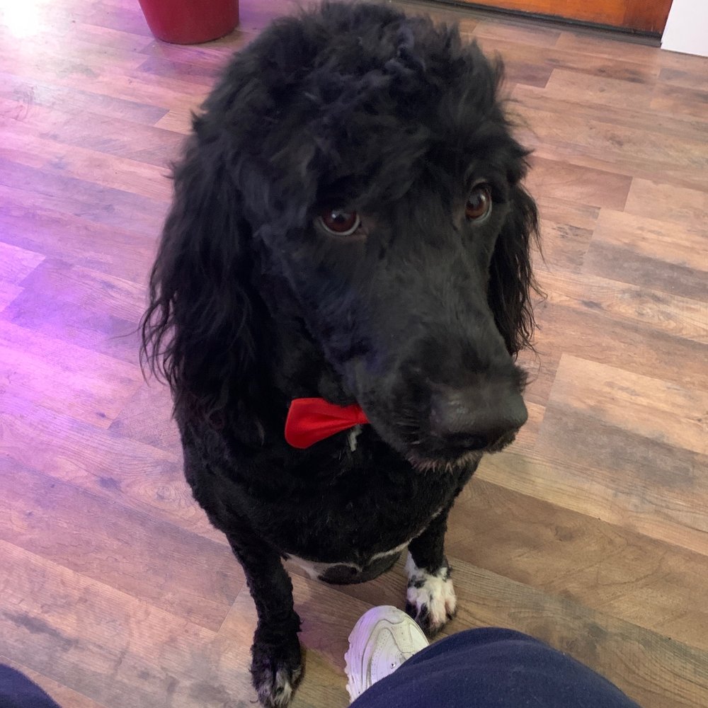 Brenda's Grooming - Handsome!! - Pet Groomers Near Me Brenda's Grooming - Handsome!! - Pet Groomers Near Me