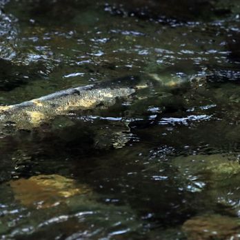 Surfside Adventure Tours - Chum salmon, Goldstream Provincial Park, salmon run tour - Wine Tours Near Me - Victoria, British Columbia Surfside Adventure Tours - Chum salmon, Goldstream Provincial Park, salmon run tour - Wine Tours Near Me - Victoria, British Columbia