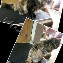 Kitty Kuts and Doggy Dos