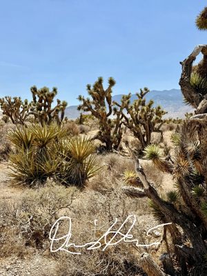 Red Rock Canyon by null