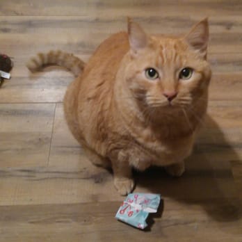 Prestigious Pets - Pet Sitting Near Me