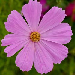Parker Flower Farms - Close up