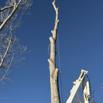 Hartman Tree Care - Tree Services Near Me - Arvada, Colorado Hartman Tree Care - Tree Services Near Me - Arvada, Colorado