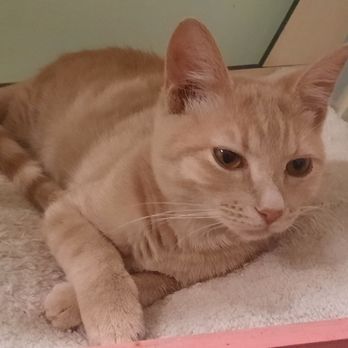The Catio Cat Lounge - Pet Adoption Near Me - Nashville, Tennessee