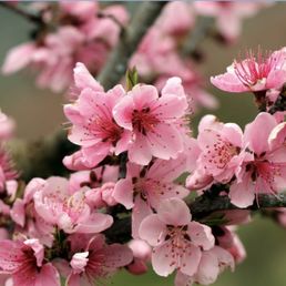 Apple blossom Apple blossom