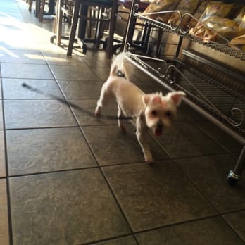 Paws In Paradise - Pet Groomers Near Me - Brooklyn, New York Paws In Paradise - Pet Groomers Near Me - Brooklyn, New York