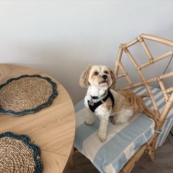 Dog Stylists - Pretty Havanese