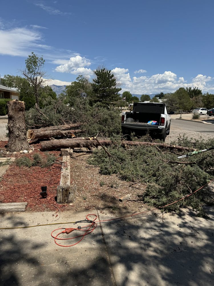 Acp Tree & Handyman Services - tree service in Rio Rancho, NM
