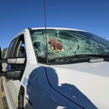 Absolute Auto Glass - No stuffed animals were harmed taking this photo - Auto Glass Services Near Me - Lakewood, Colorado Absolute Auto Glass - No stuffed animals were harmed taking this photo - Auto Glass Services Near Me - Lakewood, Colorado