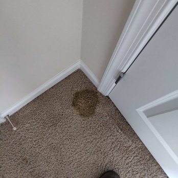 Red Carpet Cleaning - Poo stain before!! - Carpet Cleaning Near Me - Manassas, Virginia Red Carpet Cleaning - Poo stain before!! - Carpet Cleaning Near Me - Manassas, Virginia