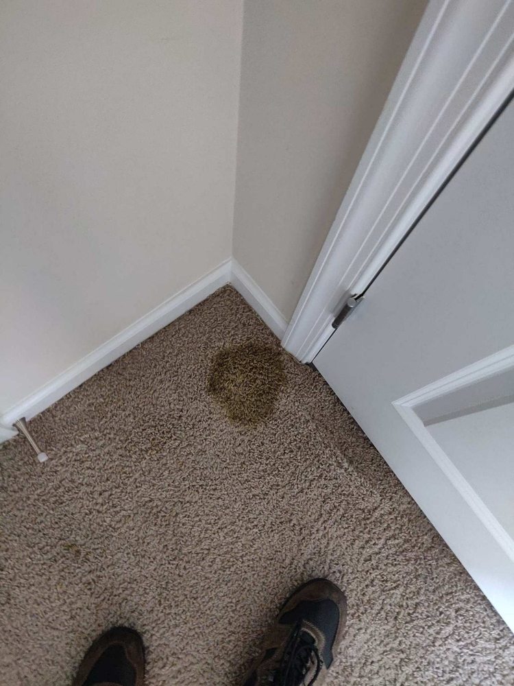 RED CARPET CLEANING Updated April 2024 40 Photos & 21 Reviews