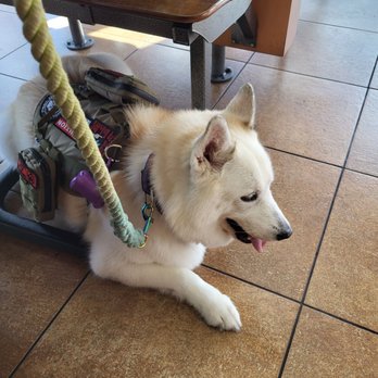 All Stage Canine Development - Pet Training Near Me - Citrus Heights, California