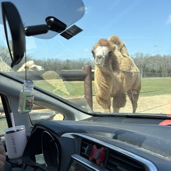 Texas Zoofari Park - Camel - Zoos Near Me - Kaufman, Texas Texas Zoofari Park - Camel - Zoos Near Me - Kaufman, Texas