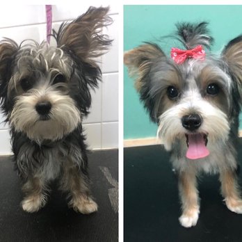 Dog's Best Friend - Before and After - Pet Groomers Near Me - North Miami, Florida