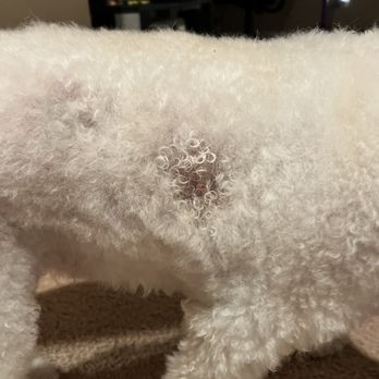 LeDog Barber - Cut to a skin wart due to grooming - Pet Groomers Near Me - San Diego, California
