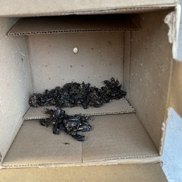 Nasty, stinky dead and huge black crickets.
