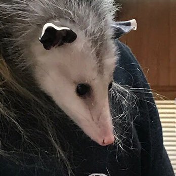 Classroom Safari - Possum - Party & Event Planning Near Me
