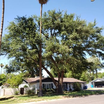 Treetime Design - A beautiful Live Oak after trimming! - Tree Services Near Me Treetime Design - A beautiful Live Oak after trimming! - Tree Services Near Me