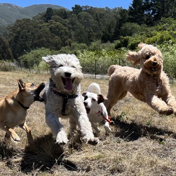 The Urban Paw - Charley on the far right playing with his pack friends - Dog Walkers Near Me - San Francisco, California The Urban Paw - Charley on the far right playing with his pack friends - Dog Walkers Near Me - San Francisco, California