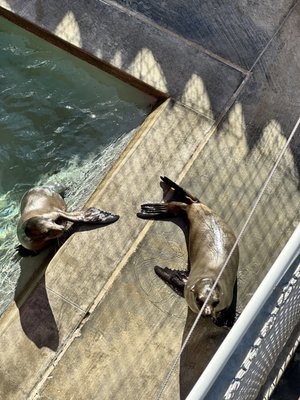 Pacific Marine Mammal Center by null