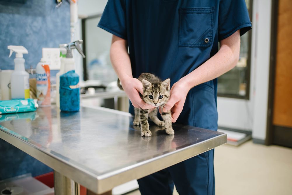 FAMILY PET CENTER Updated August 2024 24 Photos & 33 Reviews 6349