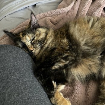 Central Animal Hospital - Veterinarians Near Me - Campbell, California Central Animal Hospital - Veterinarians Near Me - Campbell, California