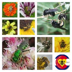 Sanctuary Tree and Garden Care - Sister Organization - Colorado Native Bee.