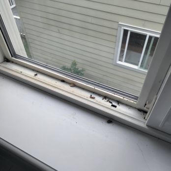 TriGuard Pest Control - Dead elderbugs in my second story bathroom window. - Pest Control Near Me TriGuard Pest Control - Dead elderbugs in my second story bathroom window. - Pest Control Near Me
