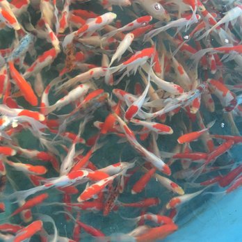 Jones Lake Management - Local Fish Stores Near Me - Cincinnati, Ohio