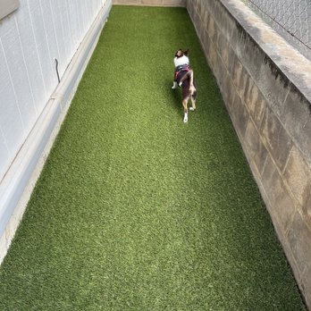 Hapa Landscaping - After synthetic grass installed. My dog loves it! - Landscaping Near Me - Honolulu, Hawaii Hapa Landscaping - After synthetic grass installed. My dog loves it! - Landscaping Near Me - Honolulu, Hawaii