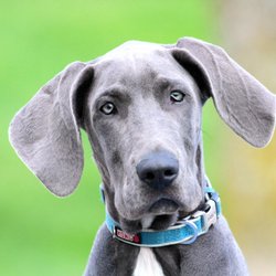 Stonnie Dennis Dog Training & Boarding - Adonis!