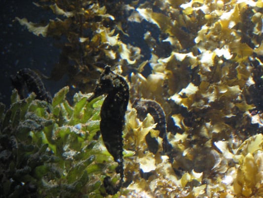SEA LIFE Sydney Aquarium by null