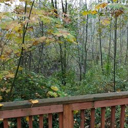 Hylebos Nature Area - View from third platform