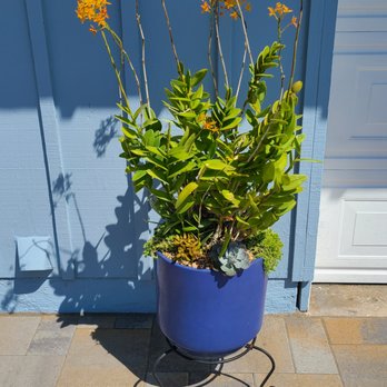 Greener Gardens - Bobby took an existing Orchid that we had and added other succulents to liven it up. - Landscaping Near Me - Huntington Beach, California Greener Gardens - Bobby took an existing Orchid that we had and added other succulents to liven it up. - Landscaping Near Me - Huntington Beach, California