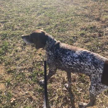 Constance & Pets Petsitting Services - He loves his morning walks. - Pet Sitting Near Me Constance & Pets Petsitting Services - He loves his morning walks. - Pet Sitting Near Me