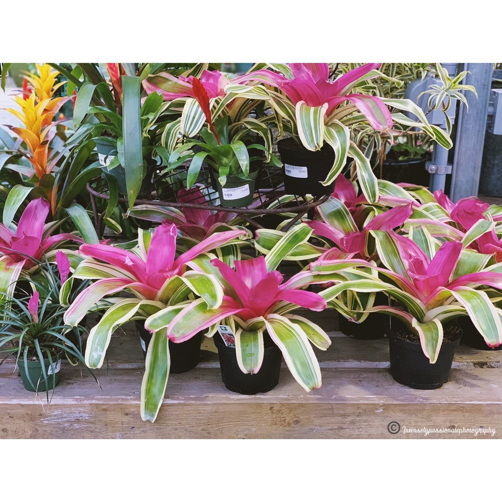 Colonial Nursery - #IntenselyPassionatePhotography - Nurseries & Gardening Near Me - Lincroft, New Jersey