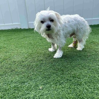Southeast Veterinary Neurology - Miami - BAILEY - Veterinarians Near Me - Miami, Florida Southeast Veterinary Neurology - Miami - BAILEY - Veterinarians Near Me - Miami, Florida