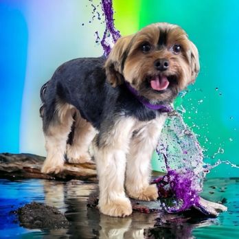 Pawsitively Paradise Dog Spa - Pet Groomers Near Me