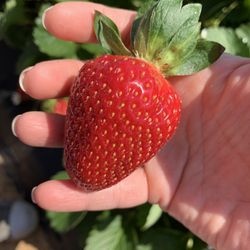 Gurosik's Berry Plantation