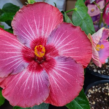Hidden Valley Hibiscus - Pinot noir - Nurseries & Gardening Near Me - Hemet, California