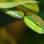 Photo of Reptilienzoo Scheidegg