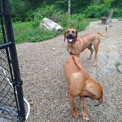 Dromkeen Rhodesian Ridgebacks - Victor is coming home with Iris and I